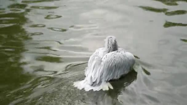 Biały Pelikan Pływa Stawie Trzepocze Skrzydłami Drapie Się Głowie Zginając — Wideo stockowe