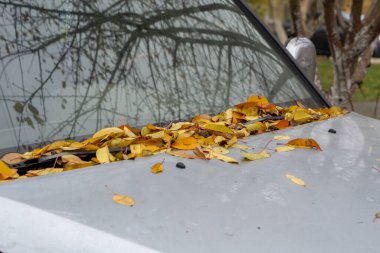 Düşen sarı sonbahar yaprakları arabanın kaputunda yatıyor..