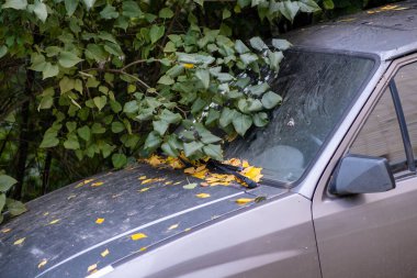 Düşen sarı sonbahar yaprakları arabanın kaputunda yatıyor..