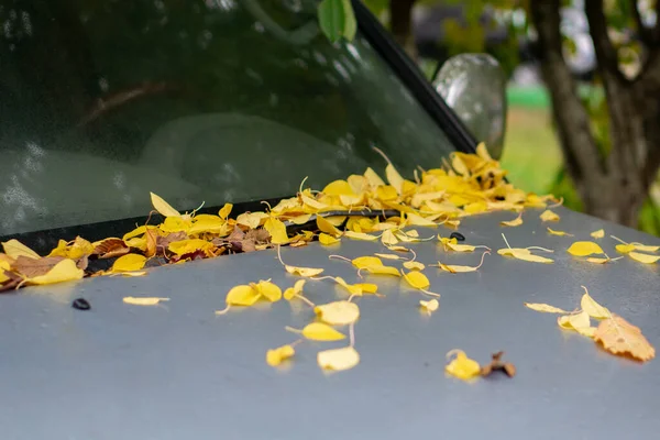 Umgestürzte Gelbe Herbstblätter Liegen Auf Der Motorhaube Des Autos — Stockfoto