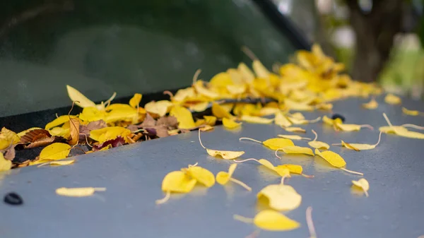 Upadłe Żółte Liście Jesieni Leżą Masce Samochodu — Zdjęcie stockowe