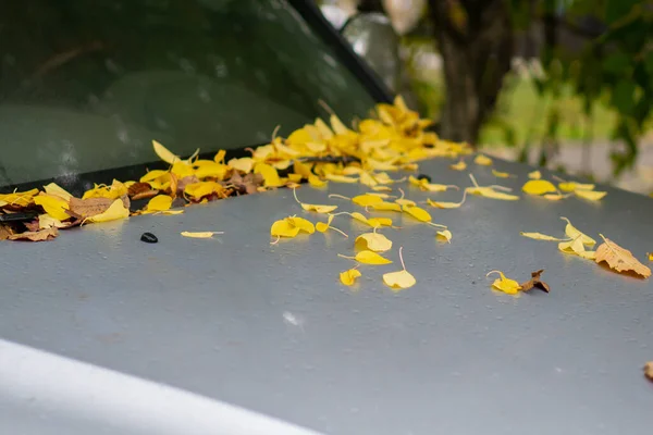 Umgestürzte Gelbe Herbstblätter Liegen Auf Der Motorhaube Des Autos — Stockfoto