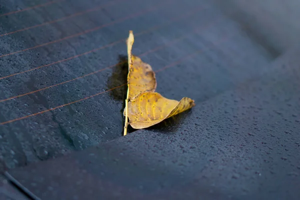 Umgestürzte Gelbe Herbstblätter Liegen Auf Dem Rücksitz Des Autos Auf — Stockfoto