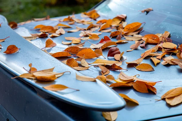 Umgestürzte Gelbe Herbstblätter Liegen Auf Dem Rücksitz Des Autos Auf — Stockfoto