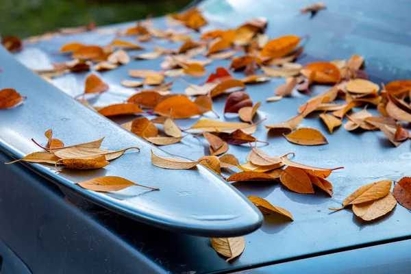 Umgestürzte Gelbe Herbstblätter Liegen Auf Dem Rücksitz Des Autos Auf — Stockfoto