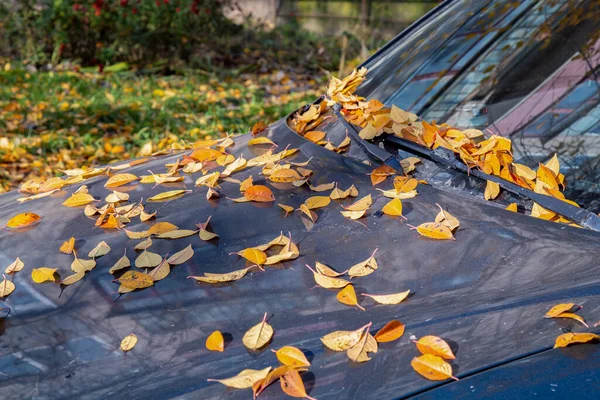 Падшие Желтые Осенние Листья Лежат Капоте Автомобиля — стоковое фото