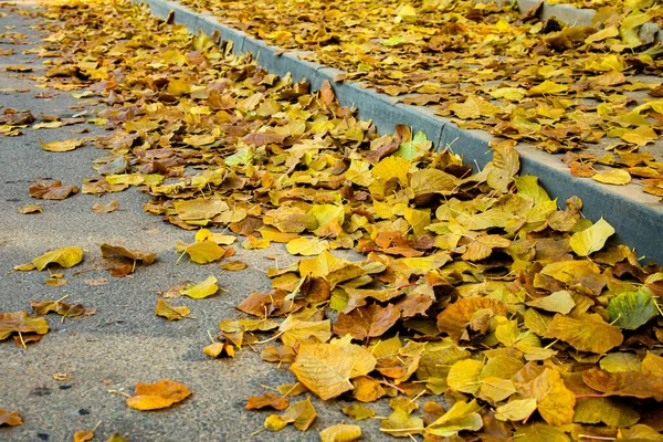 Umgestürzte Gelbe Herbstblätter Liegen Auf Straße Und Gehweg — Stockfoto