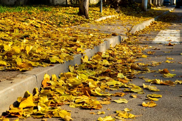 Umgestürzte Gelbe Herbstblätter Liegen Auf Straße Und Gehweg — Stockfoto