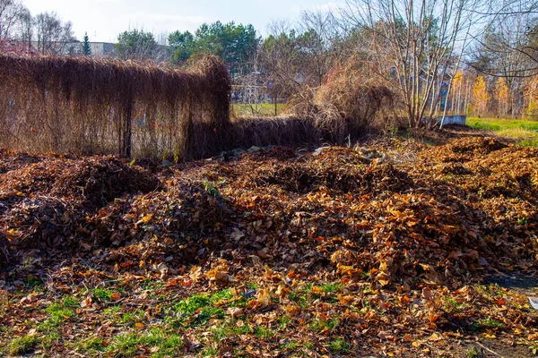 Folhas Outono Castanhas Murchas Caídas Estão Uma Pilha — Fotografia de Stock