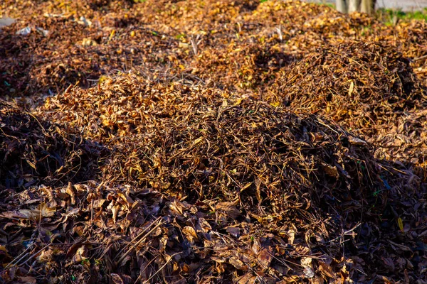 Upadłe Zwiędłe Brązowe Liście Jesieni Leżą Stosie Zbliżenie — Zdjęcie stockowe