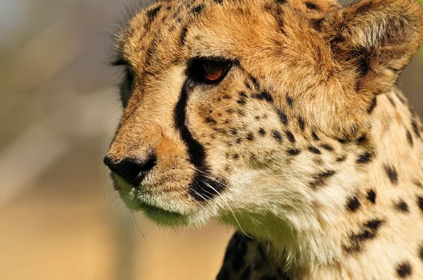 Cheetah portre