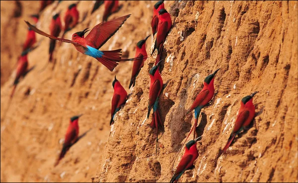 Tanec ve vzduchu - Jižní indigokarmínu bee-eater v letu Stock Fotografie