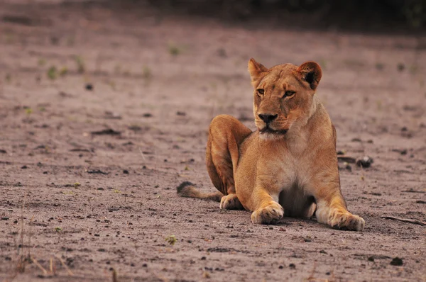 Güney loungwa ulusal parkında Zambiya dişi aslan