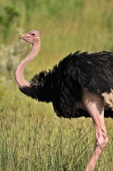 Strucc a maszáj Mara Nemzeti Park, Kenya — Stock Fotó