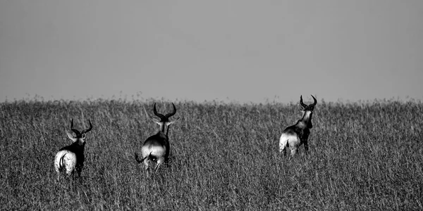 African Antelope run in the dry grasslands, Masai Mara — Stock Photo, Image