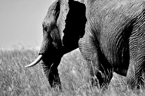 Adult Elephant in the Masai Mara Savanah, Black and white photo