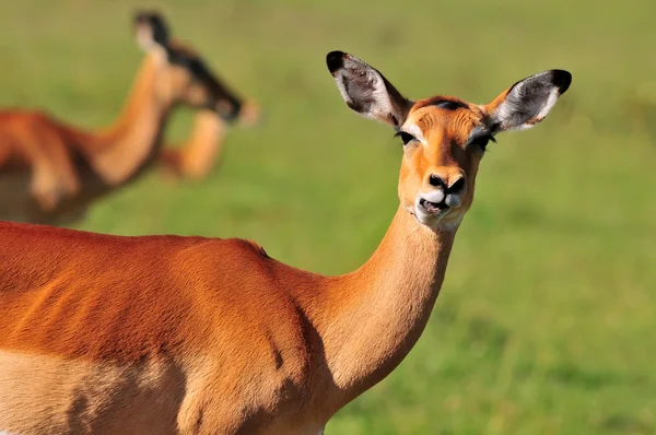 Impala (aepyceros melampus) grazen in de savanha van de masai mara, Kenia Stockafbeelding