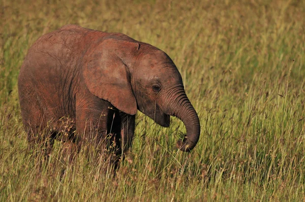 Baby Elephant Eating in the Grassland, Kenya  . Лицензионные Стоковые Фото