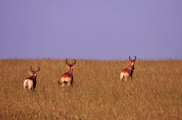Afrikaanse antilopen uitvoeren in de droge graslanden, masai mara Rechtenvrije Stockfoto's