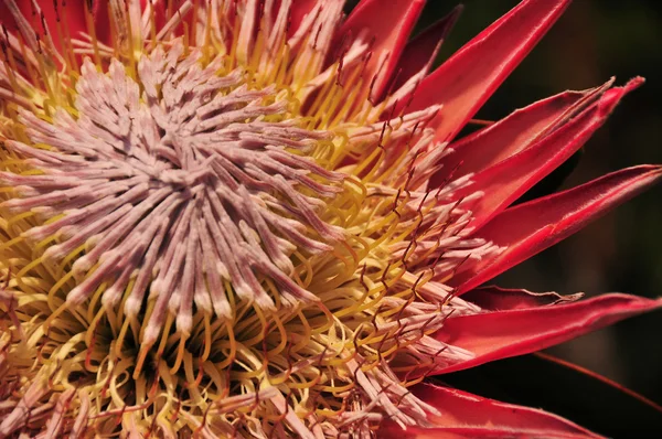 Kral Protea yakın çekim cape town'ın botanical Gardens, Güney Afrika