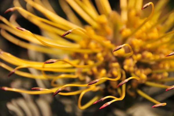 Gele Pincushion Protea in Kaapstad's botanische tuinen Stockafbeelding