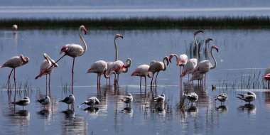 küçük flamingo & gri başlı martı duran üst üste su Gölü naivasha, kenya