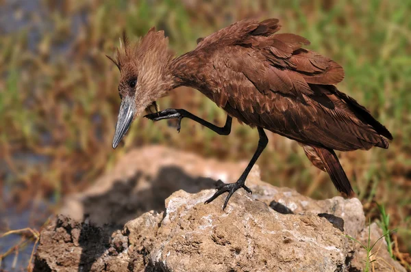 hamerkop kuş çizilmemesi 's Gaga, naivasha Gölü, kenya