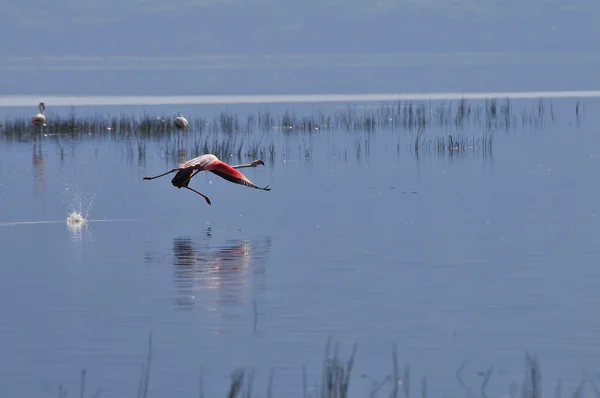 Flaming startu w lake naivasha, Kenia — Zdjęcie stockowe