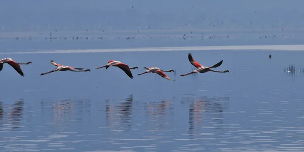 Göl naivasha kenya üzerinden daha fazla flamingo uçan düşük