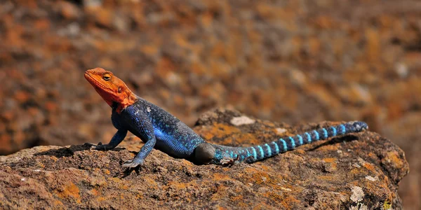 Turuncu saçlı agama Naivasha Gölü, kenya güneşlenme