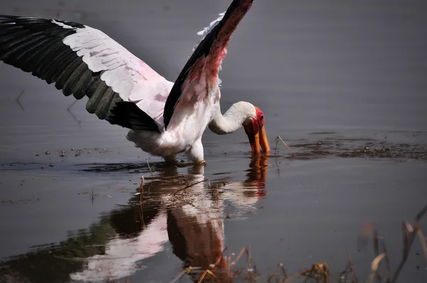 Sarı gagalı leylek balıkçılık göl naivasha kenya