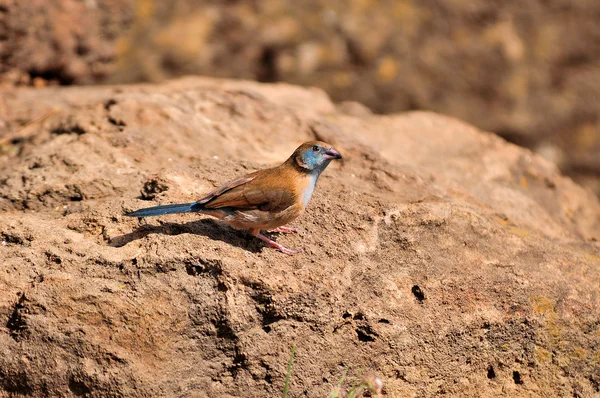 dişi kırmızı yanaklı cordon bleu göl naivasha kenya