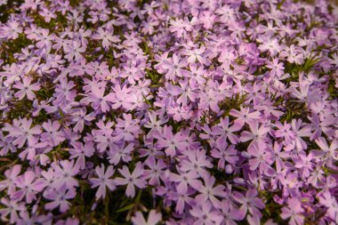 mor erken bahar fenik çiçekleri