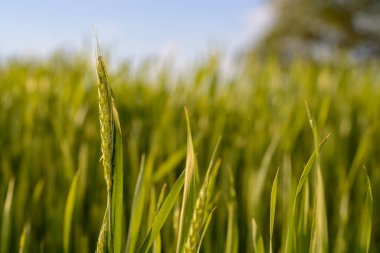 Ukrayna 'daki yeşil buğday tarlası