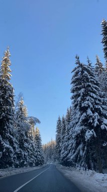 Kış ormanında yol