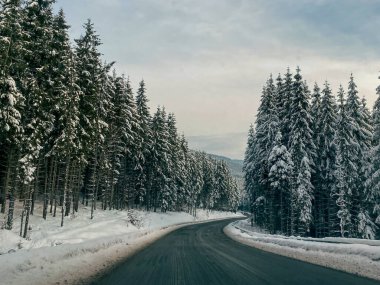Kış ormanında yol