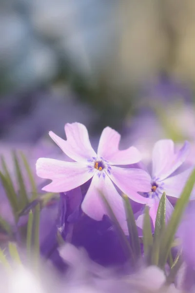 Lila Tidiga Våren Flox Blommor — Stockfoto