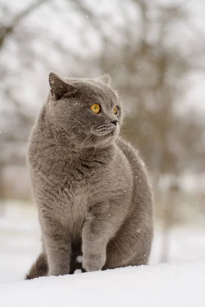 Chat Gris Dans Neige — Photo