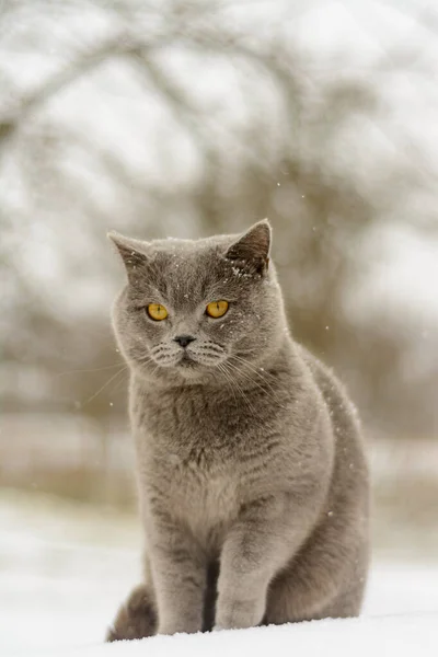 Chat Gris Dans Neige — Photo