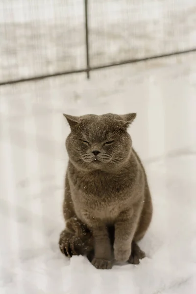 Graue Katze Schnee — Stockfoto