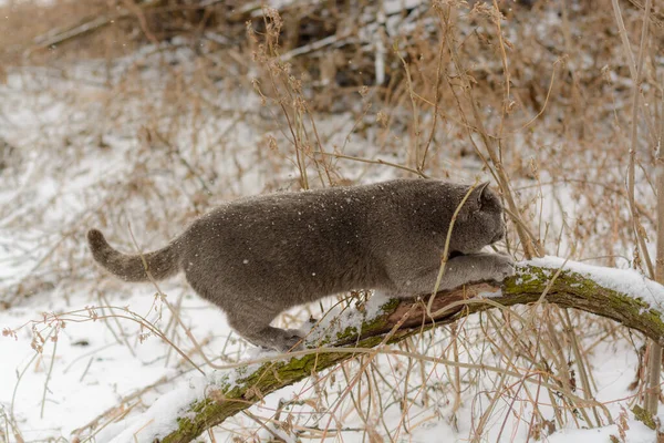 Gatto Grigio Nella Neve — Foto Stock