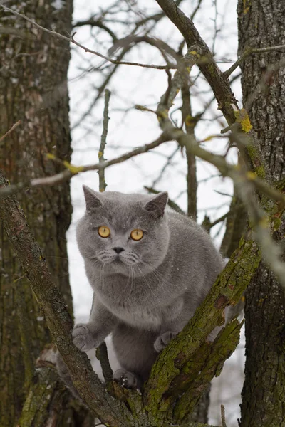 Grå Katt Snö — Stockfoto