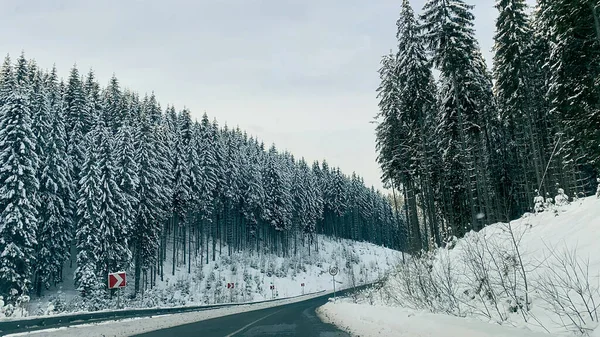 Estrada Floresta Inverno — Fotografia de Stock