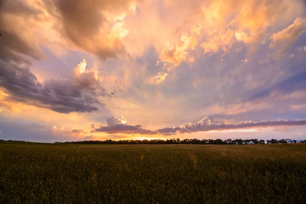 Panoramic Sunset Ripening Wheat Field — Foto Stock