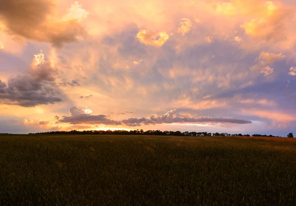 Panoramic Sunset Ripening Wheat Field — 스톡 사진