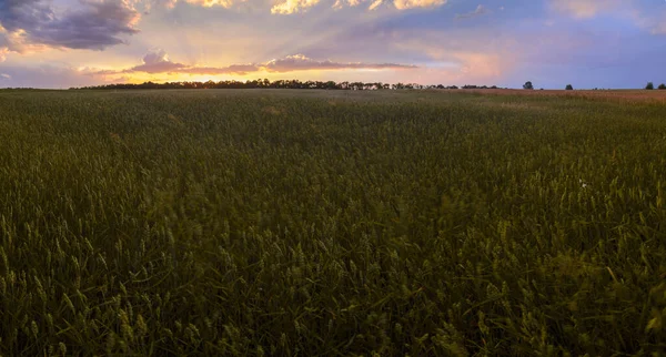 Panoramic Sunset Ripening Wheat Field — Foto Stock