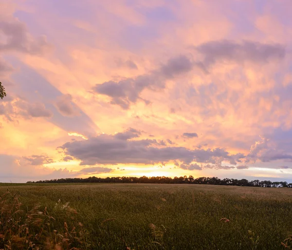 Panoramic Sunset Ripening Wheat Field — 스톡 사진