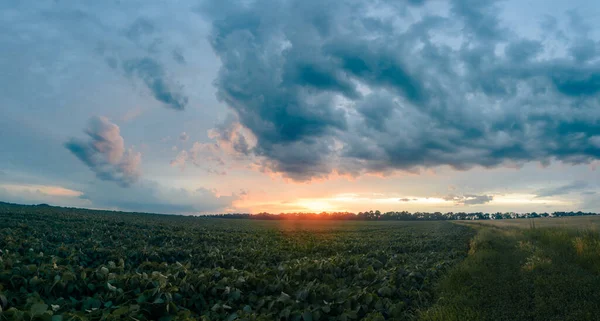 熟成した小麦畑の上のパノラマの夕日 — ストック写真