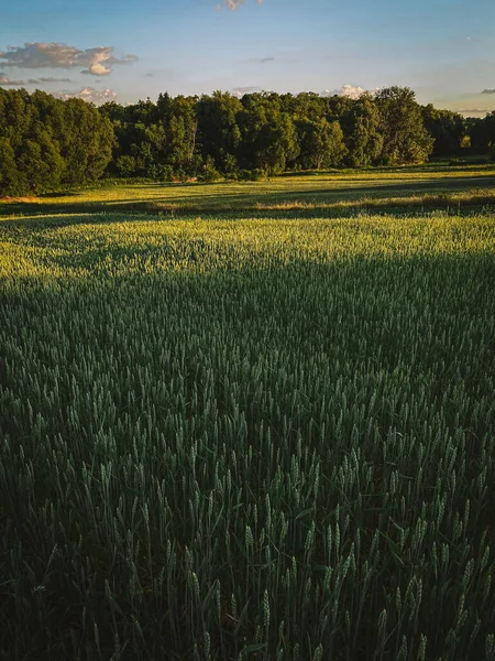 熟成した小麦畑の上のパノラマの夕日 — ストック写真