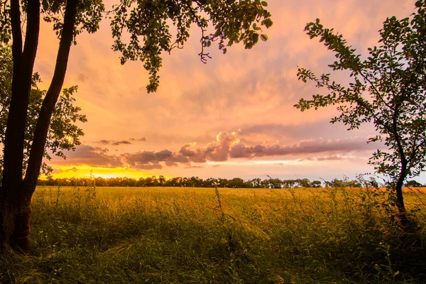 Panoramic Sunset Ripening Wheat Field ロイヤリティフリーのストック画像